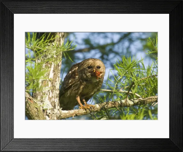 Framed Print : Picture No. 10762135 Framed Print : Picture No. 10762135