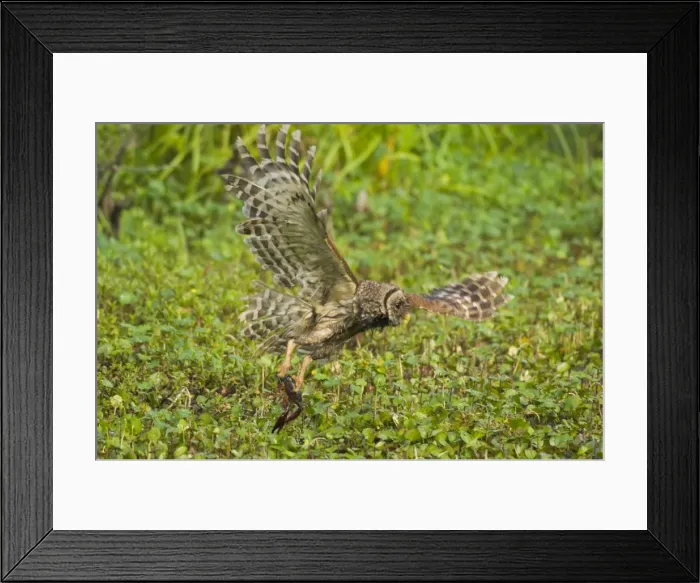 Framed Print : Picture No. 10762166 Framed Print : Picture No. 10762166