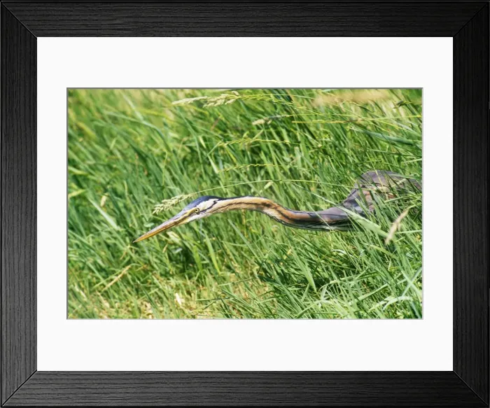 Framed Print : Picture No. 10762063 Framed Print : Picture No. 10762063