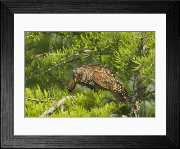 Framed Print : Picture No. 10762132