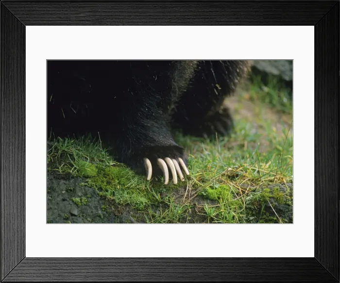 Framed Print : Picture No. 10762299 Framed Print : Picture No. 10762299