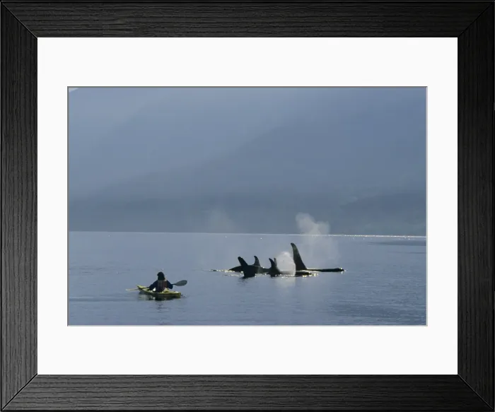 Framed Print : Picture No. 10762301 Framed Print : Picture No. 10762301