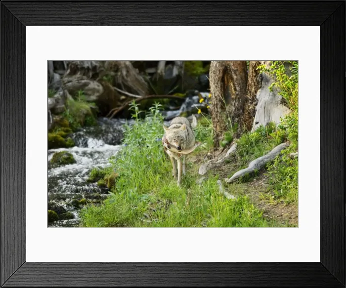 Framed Print : Picture No. 10762478 Framed Print : Picture No. 10762478