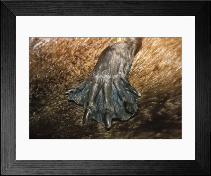 Framed Print : Picture No. 10762450 Framed Print : Picture No. 10762450