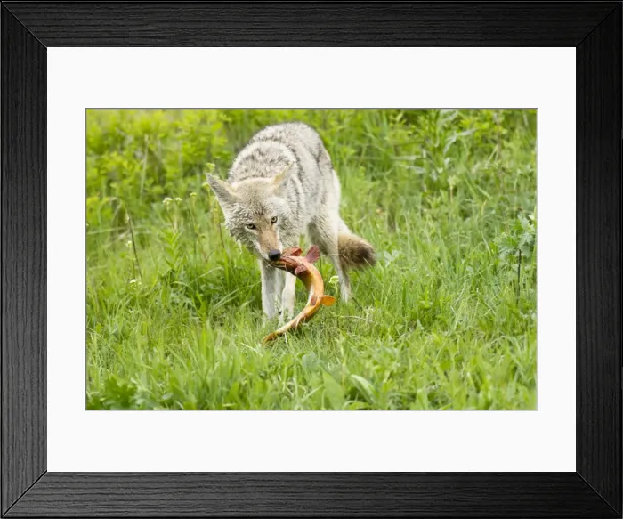 Framed Print : Picture No. 10762477 Framed Print : Picture No. 10762477