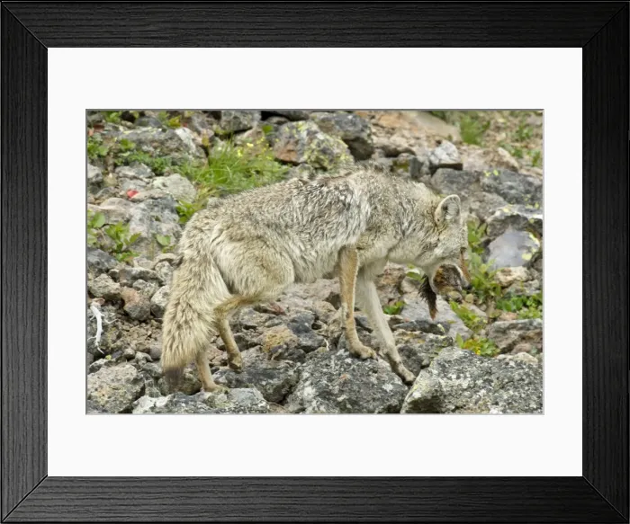 Framed Print : Picture No. 10762480 Framed Print : Picture No. 10762480