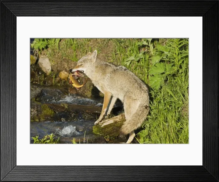 Framed Print : Picture No. 10762474