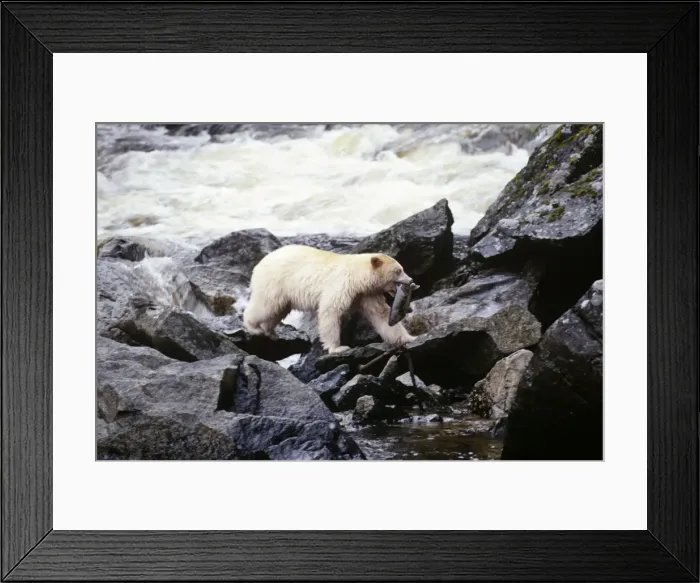 Framed Print : Picture No. 10762547 Framed Print : Picture No. 10762547