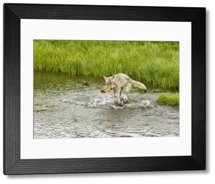 Framed Print : Picture No. 10762481 Framed Print : Picture No. 10762481