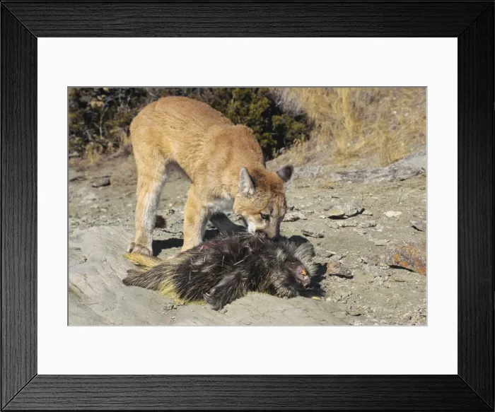 Framed Print : Picture No. 10762658 Framed Print : Picture No. 10762658