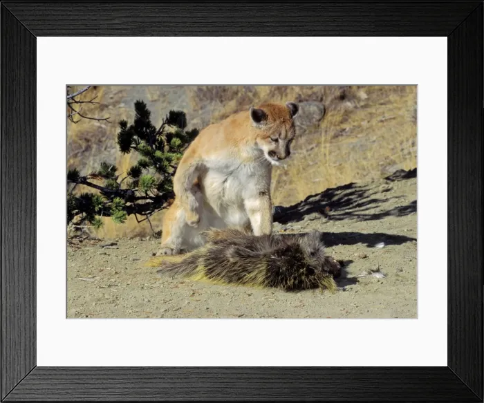 Framed Print : Picture No. 10762657 Framed Print : Picture No. 10762657