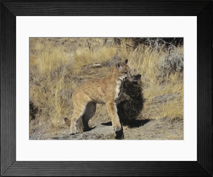 Framed Print : Picture No. 10762655 Framed Print : Picture No. 10762655
