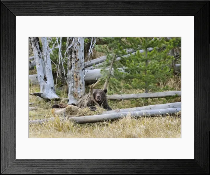 Framed Print : Picture No. 10762772 Framed Print : Picture No. 10762772