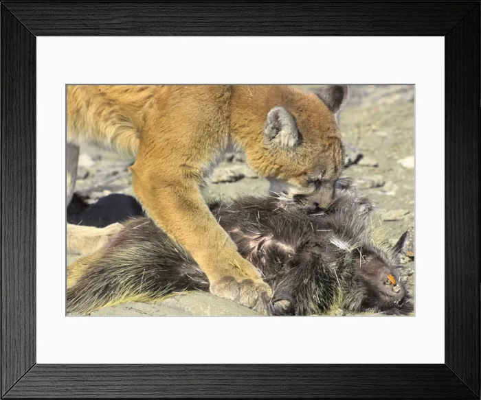 Framed Print : Picture No. 10762656 Framed Print : Picture No. 10762656