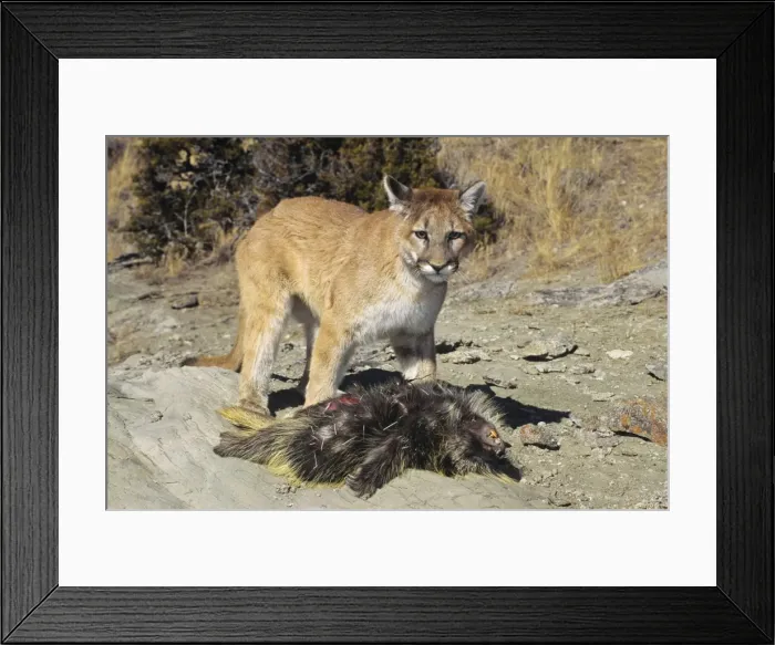 Framed Print : Picture No. 10762659 Framed Print : Picture No. 10762659