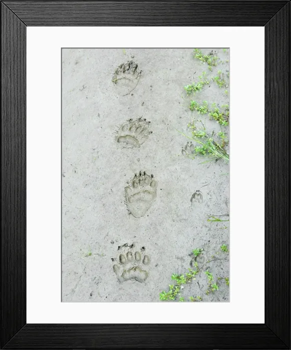 Framed Print : Picture No. 10762790