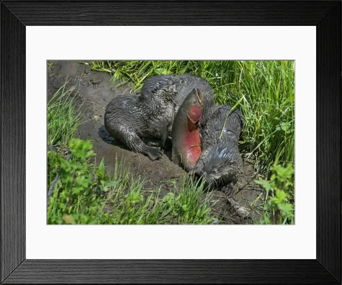Framed Print : Picture No. 10762851