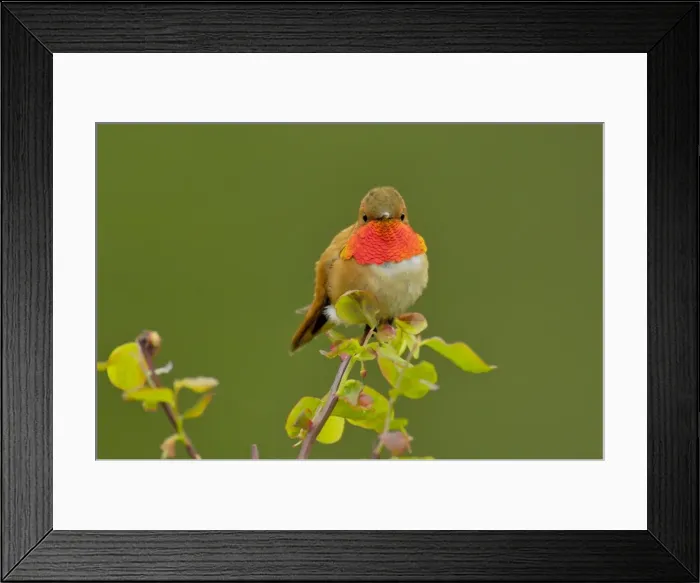 Framed Print : Picture No. 10763625 Framed Print : Picture No. 10763625