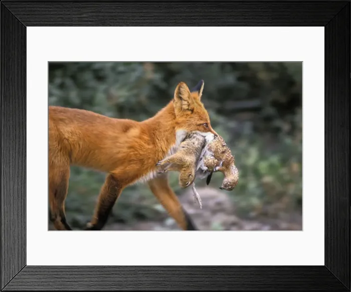 Framed Print : Picture No. 10763467 Framed Print : Picture No. 10763467