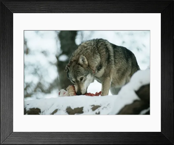 Framed Print : Picture No. 10763630 Framed Print : Picture No. 10763630