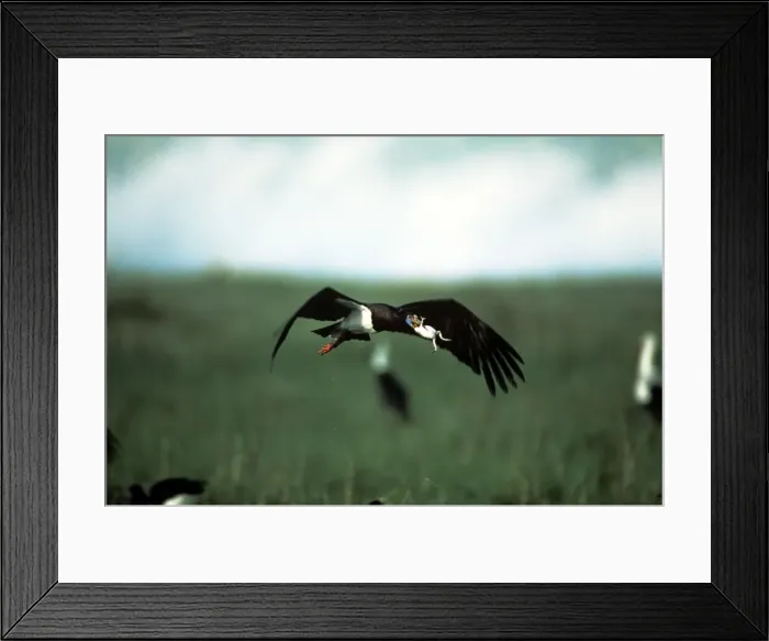 Framed Print : Picture No. 10763669 Framed Print : Picture No. 10763669