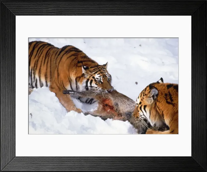 Framed Print : Picture No. 10763673 Framed Print : Picture No. 10763673