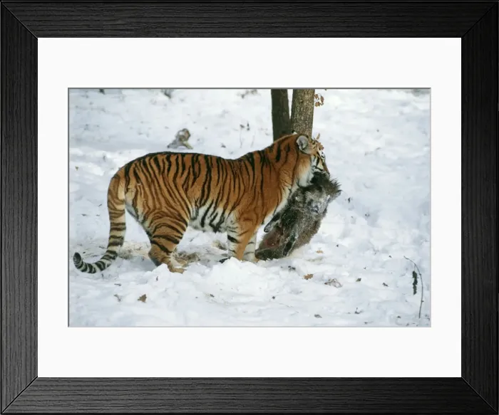 Framed Print : Picture No. 10763678