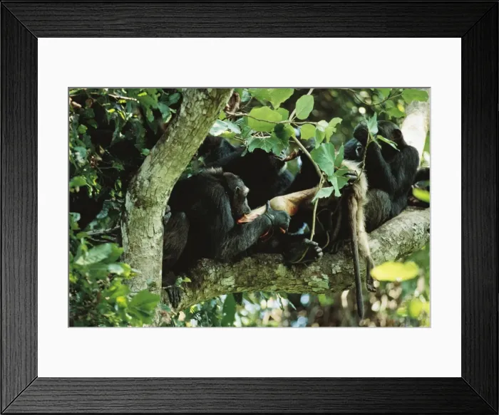 Framed Print : Picture No. 10763651 Framed Print : Picture No. 10763651