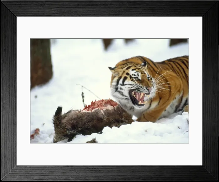 Framed Print : Picture No. 10763677 Framed Print : Picture No. 10763677