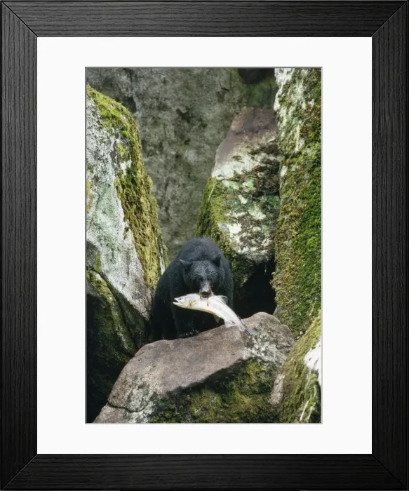 Framed Print : Picture No. 10763235 Framed Print : Picture No. 10763235
