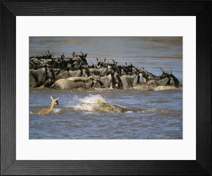 Framed Print : Picture No. 10763702 Framed Print : Picture No. 10763702