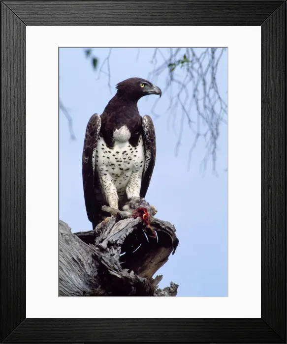Framed Print : Picture No. 10763674 Framed Print : Picture No. 10763674