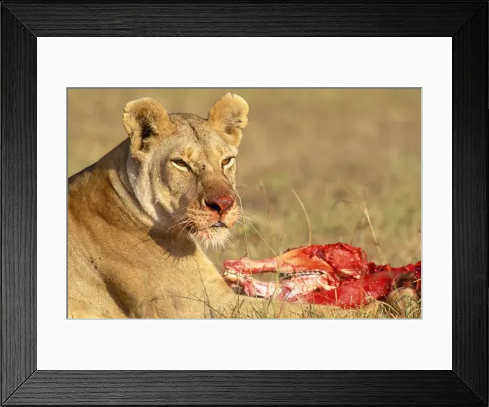 Framed Print : Picture No. 10763693 Framed Print : Picture No. 10763693