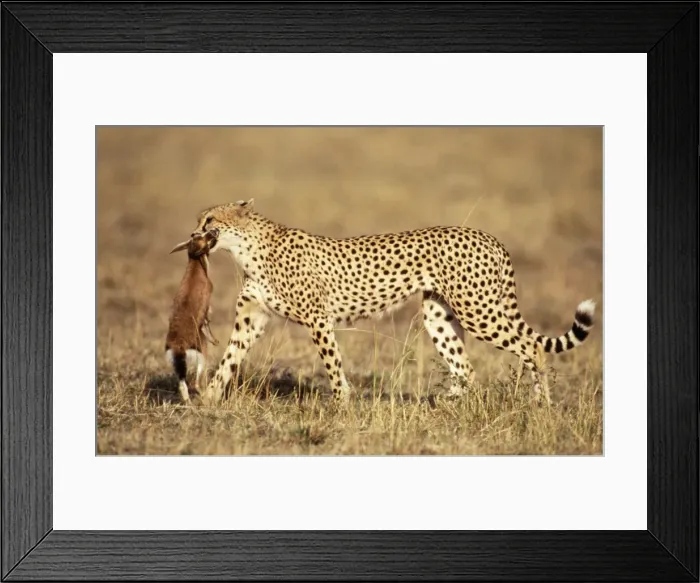 Framed Print : Picture No. 10763701 Framed Print : Picture No. 10763701