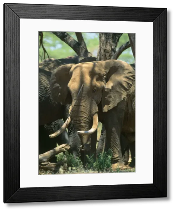 Framed Print : Picture No. 10763777 Framed Print : Picture No. 10763777