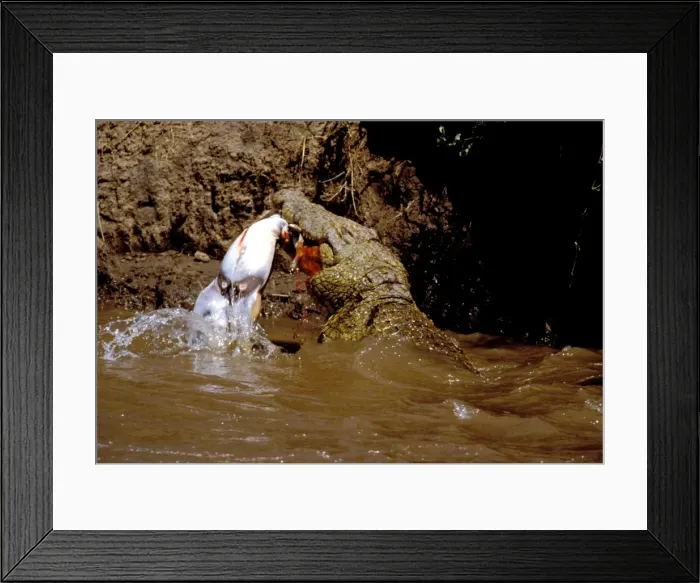 Framed Print : Picture No. 10763791 Framed Print : Picture No. 10763791