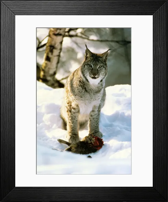 Framed Print : Picture No. 10763834 Framed Print : Picture No. 10763834