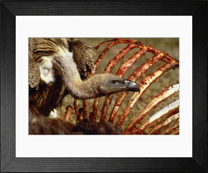 Framed Print : Picture No. 10763778 Framed Print : Picture No. 10763778