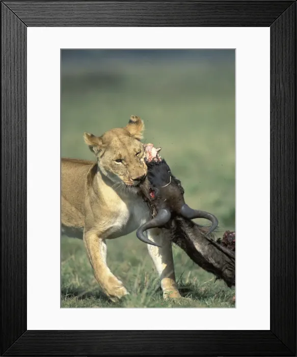 Framed Print : Picture No. 10763815 Framed Print : Picture No. 10763815