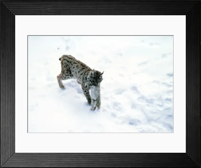 Framed Print : Picture No. 10763858 Framed Print : Picture No. 10763858