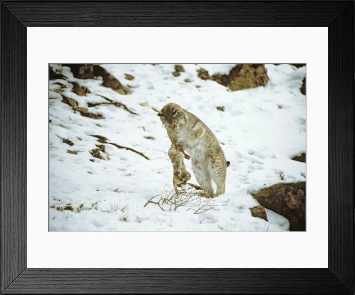 Framed Print : Picture No. 10763864 Framed Print : Picture No. 10763864
