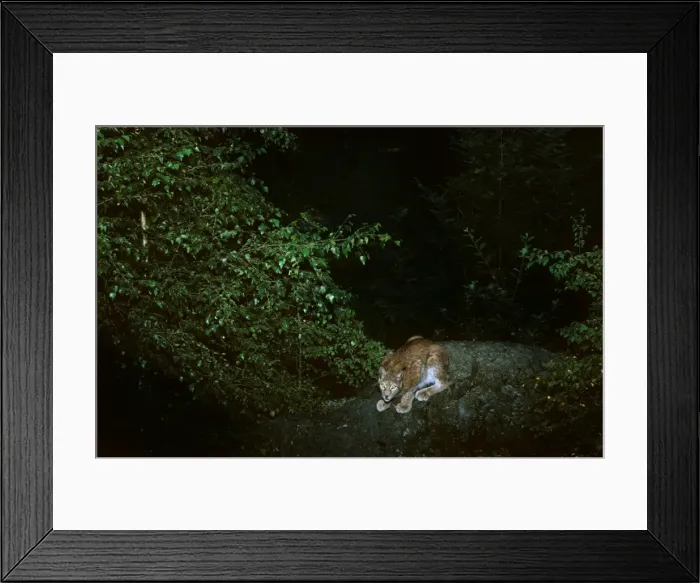 Framed Print : Picture No. 10763843 Framed Print : Picture No. 10763843