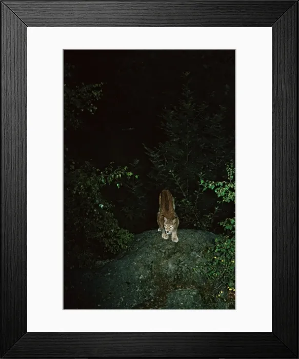 Framed Print : Picture No. 10763842 Framed Print : Picture No. 10763842