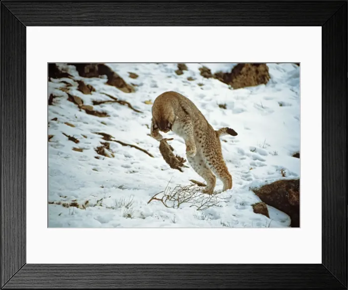 Framed Print : Picture No. 10763863 Framed Print : Picture No. 10763863