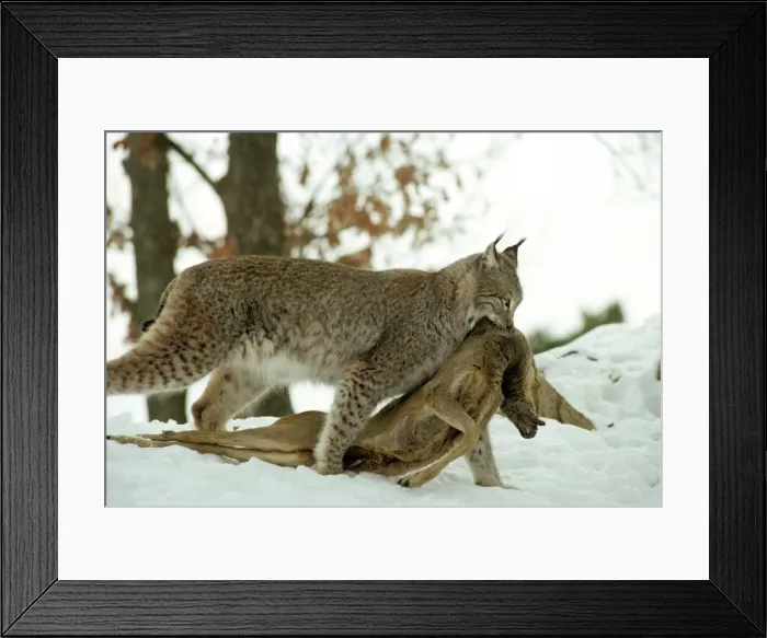 Framed Print : Picture No. 10763870 Framed Print : Picture No. 10763870