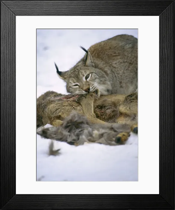 Framed Print : Picture No. 10763866 Framed Print : Picture No. 10763866