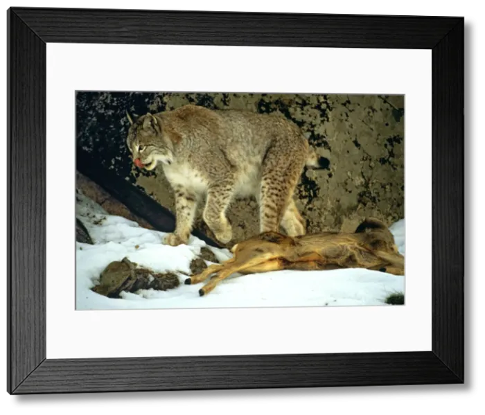 Framed Print : Picture No. 10763879 Framed Print : Picture No. 10763879