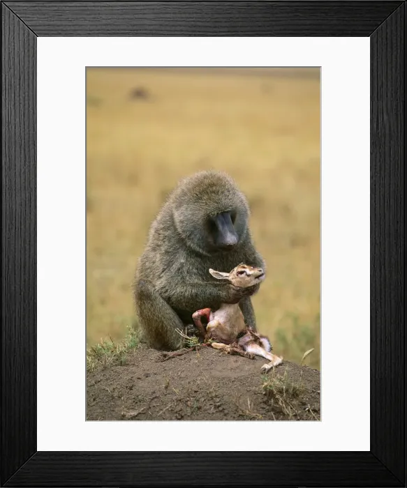 Framed Print : Picture No. 10763899 Framed Print : Picture No. 10763899