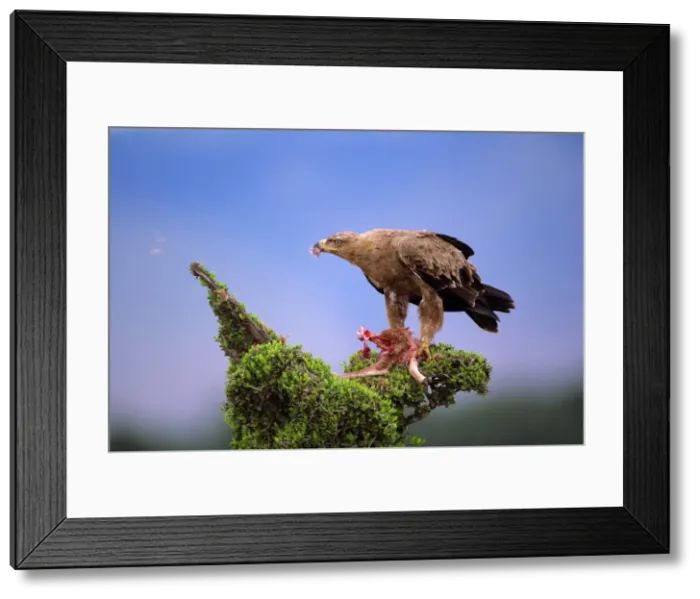 Framed Print : Picture No. 10763905 Framed Print : Picture No. 10763905