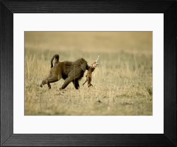 Framed Print : Picture No. 10763901 Framed Print : Picture No. 10763901